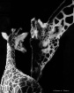 Mothers Touch