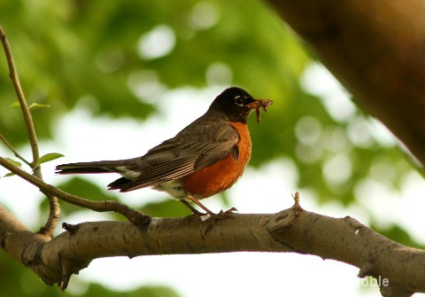 Grand Isle SP hungry robin