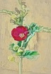 wild flower