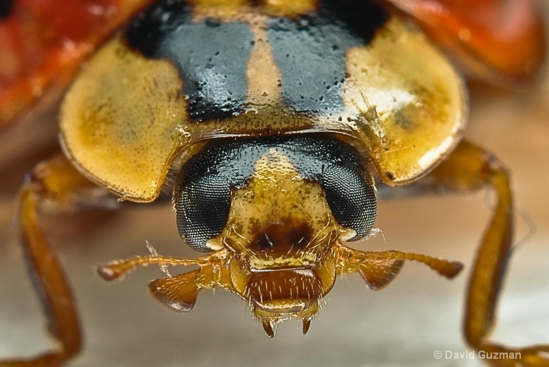 ladybird beetle face 