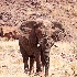 © William J. Pohley PhotoID # 9878938: Desert Elephant 2