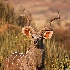 © William J. Pohley PhotoID # 9878956: Greater Kudu 1