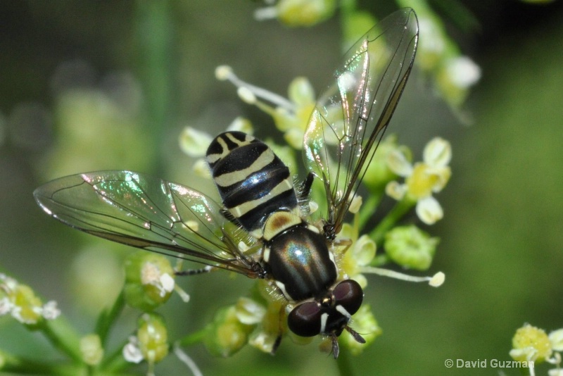 A hover fly