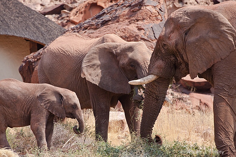 Desert Elephant group outside Twyfelfontein Lodge  - ID: 9881240 © William J. Pohley