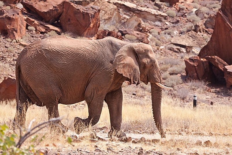 Desert Elephant 1 - ID: 9881241 © William J. Pohley