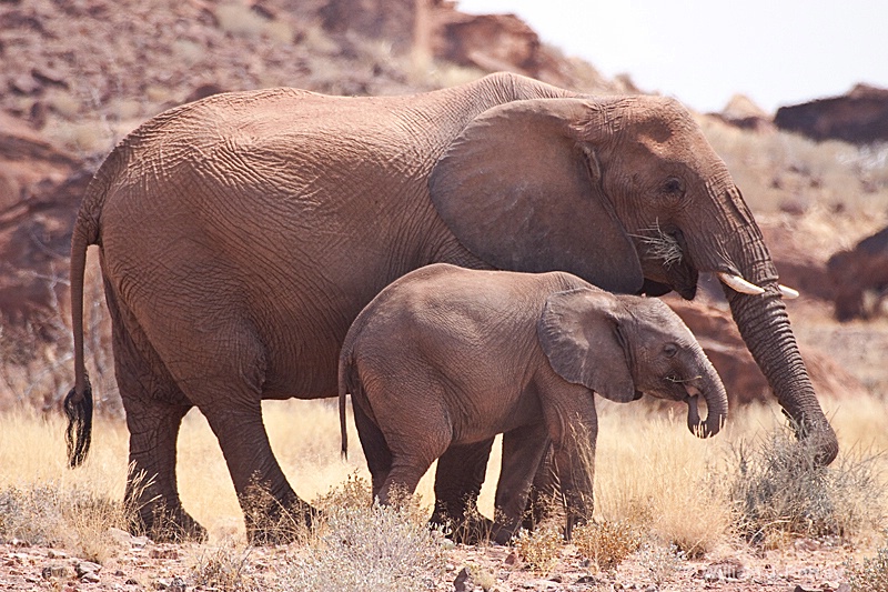 Desert Elephant mother and calf 2 - ID: 9881242 © William J. Pohley