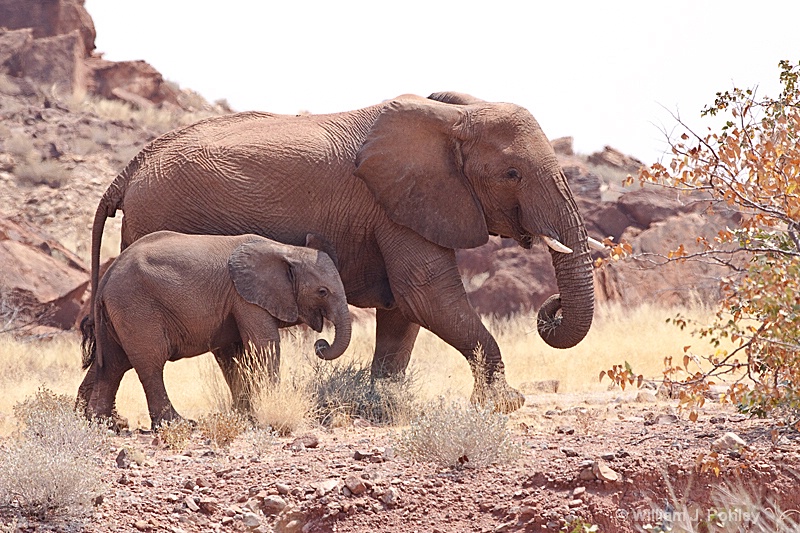 Desert Elephant mother and calf 1 - ID: 9881243 © William J. Pohley