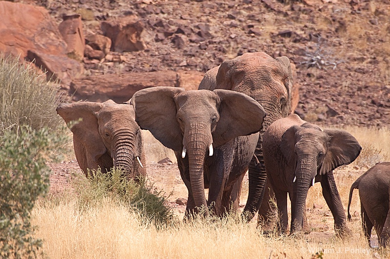 Desert Elephant family group - ID: 9881244 © William J. Pohley