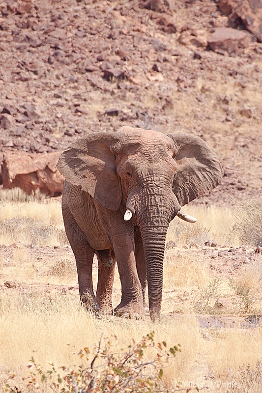 Desert Elephant 2 - ID: 9881246 © William J. Pohley