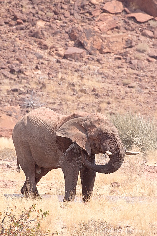 Desert Elephant bathing - ID: 9881247 © William J. Pohley