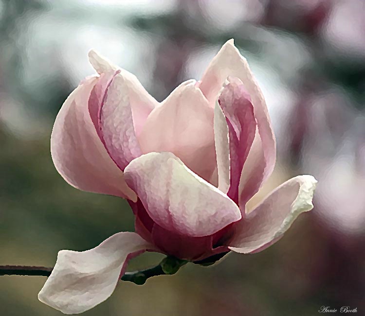 Flowering Tulip Tree
