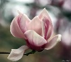 Flowering Tulip T...