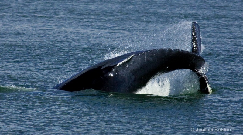 Whale Diving - ID: 9881616 © Jessica Boklan