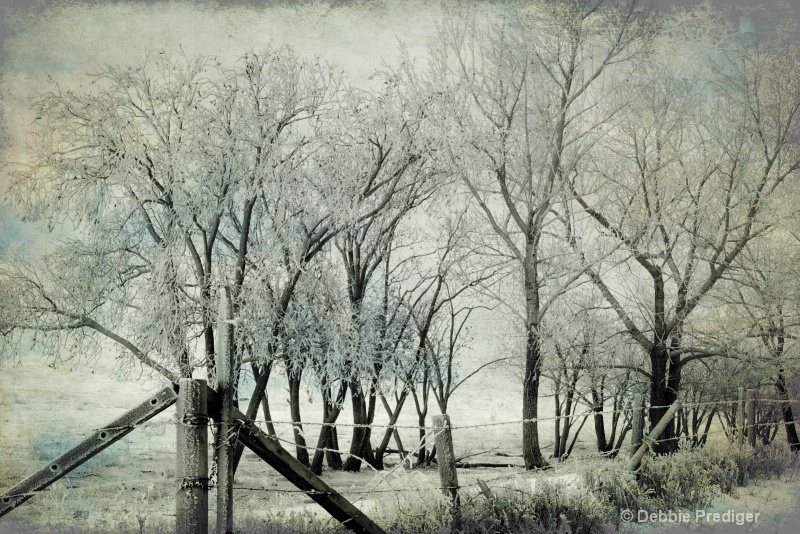 Trees in the frost