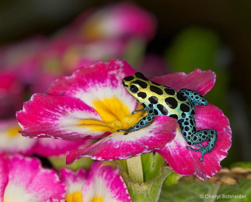 Frog On Pink Flowers