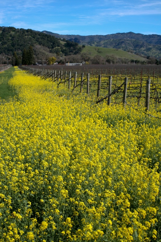 Spring in Wine Country