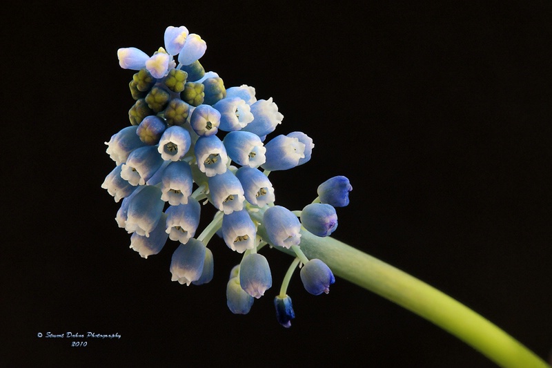 Muscari armeniacum ~ Grape Hyacinth