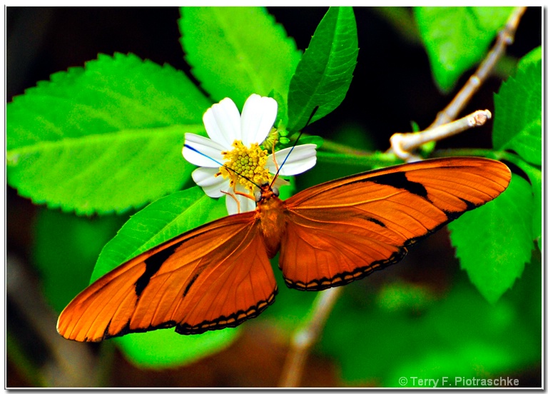 Orange Delight - ID: 9884645 © Terry Piotraschke