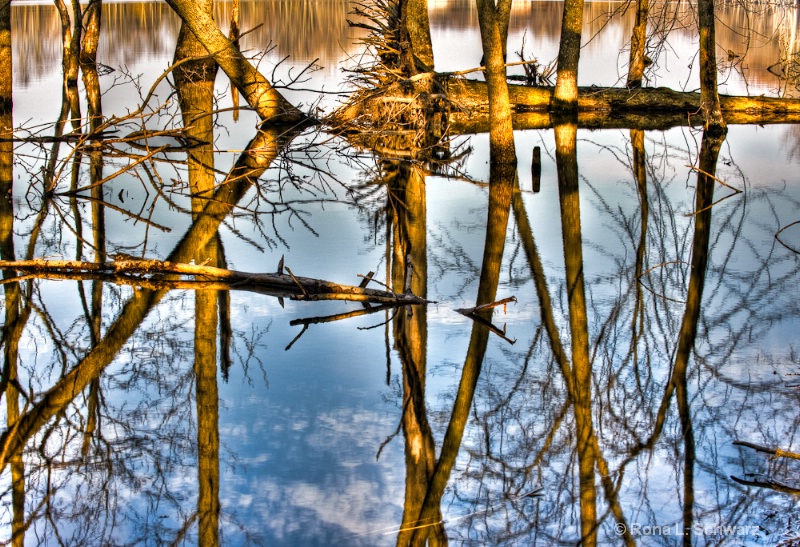 Tree Reflections: HM-Landscapes, Images of Nature