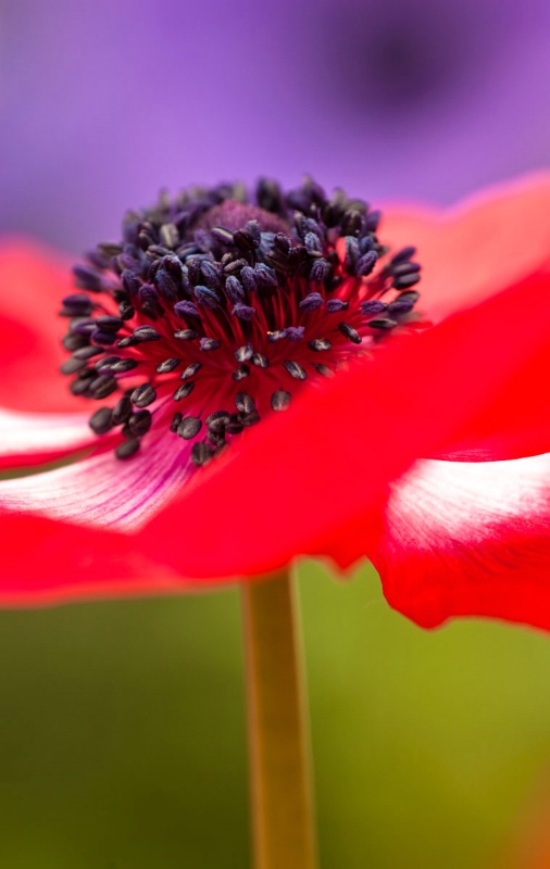 a red poppy with puple