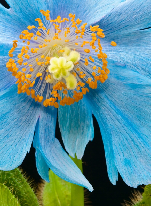 blue poppy 