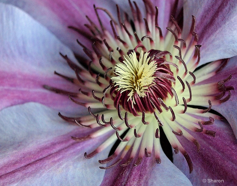 Floral Fireworks