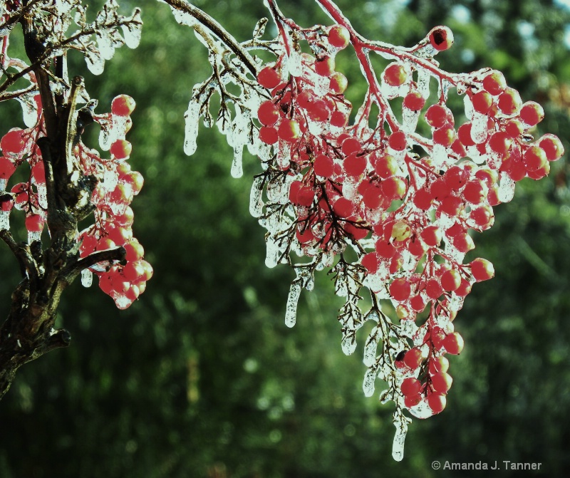 Frozen Berries