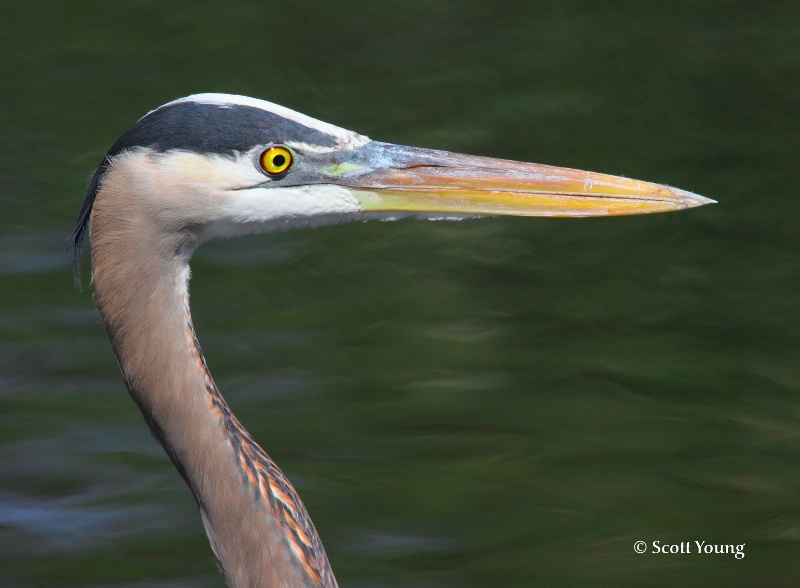 Great Blue Heron; Orlando, Florida - ID: 9886535 © Richard S. Young