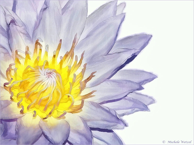 Painted Lily