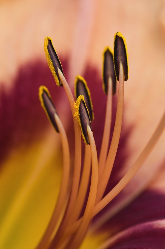 Stamens