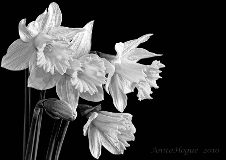 Daffodils in B&W
