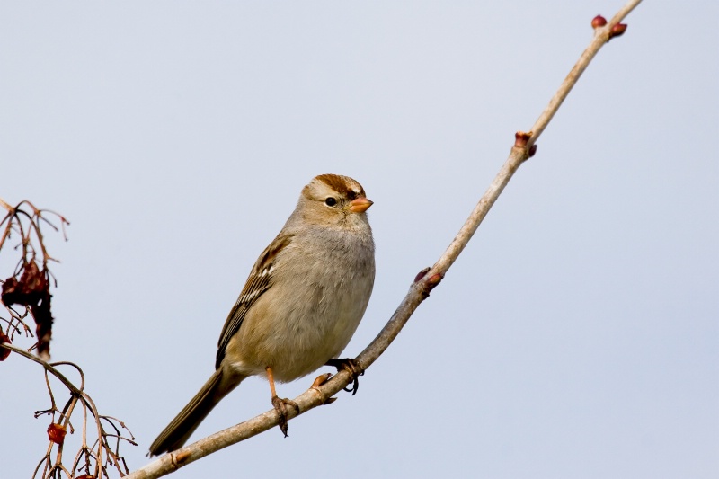 White Crowned Sparrow (Female)