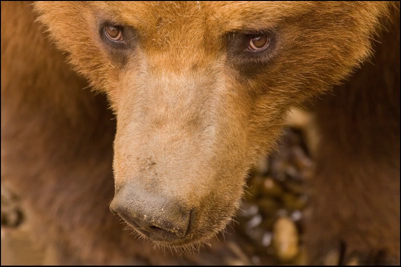 Khamchatka bear in close-up (c)