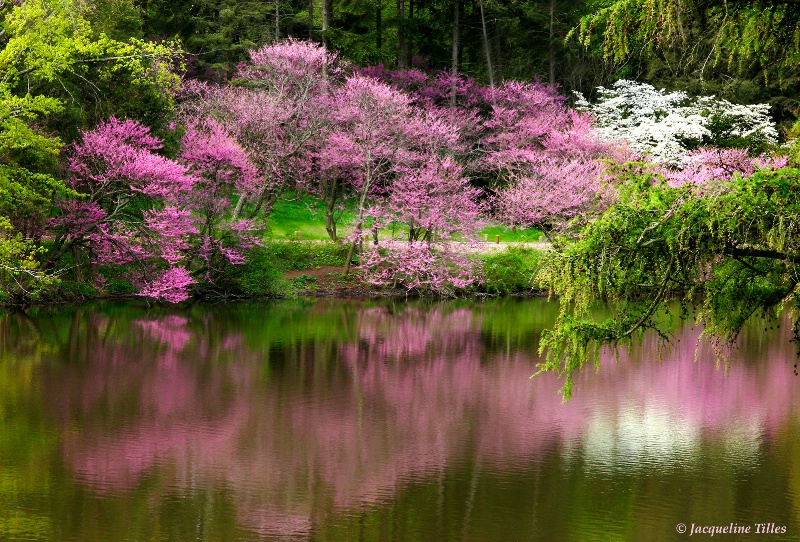 Redbud Reflection - ID: 9890354 © Jacqueline A. Tilles