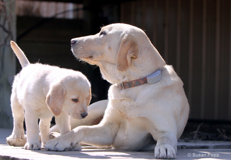 Father and Son - ID: 9890556 © Susan Popp