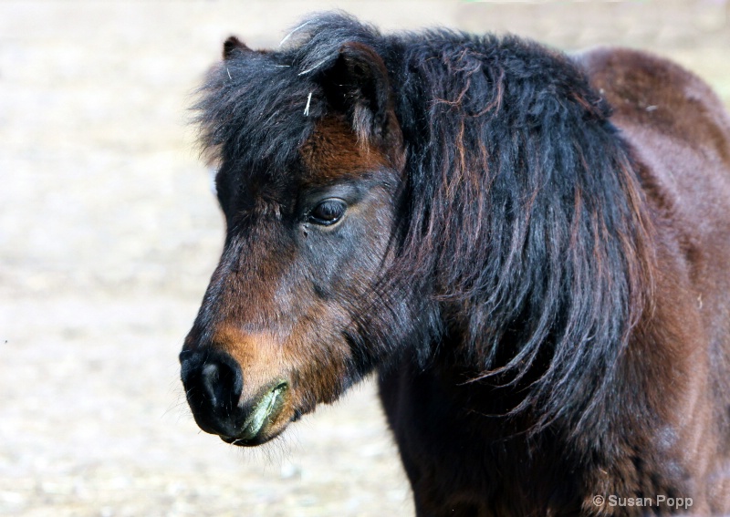 Pony - ID: 9890601 © Susan Popp