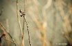[hope of spring]