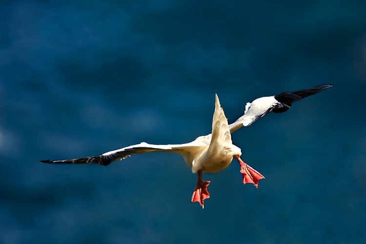 Landing Gear Down