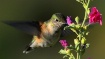 flower drinker