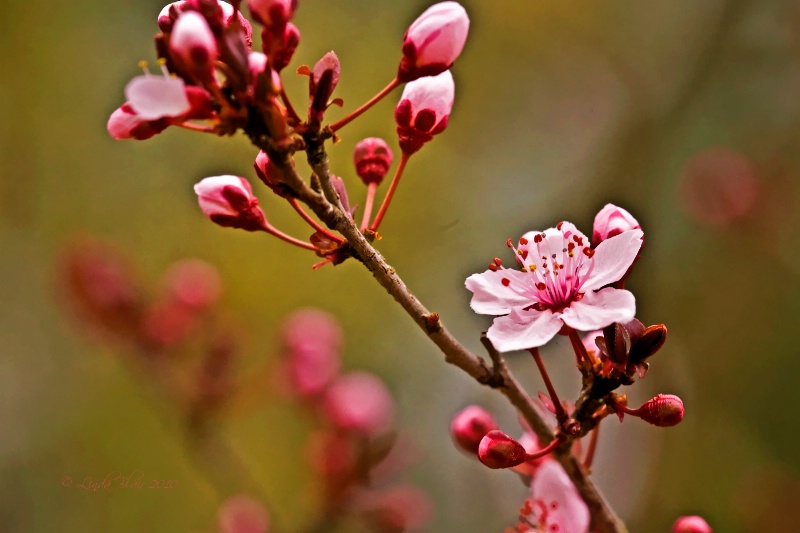 Spring Time Blossoms