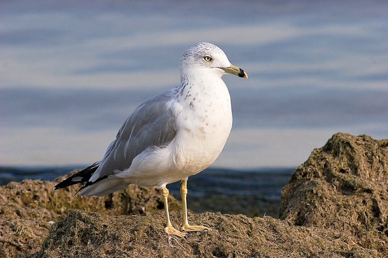 Ring-billed Gull - ID: 9894868 © Jacqueline A. Tilles
