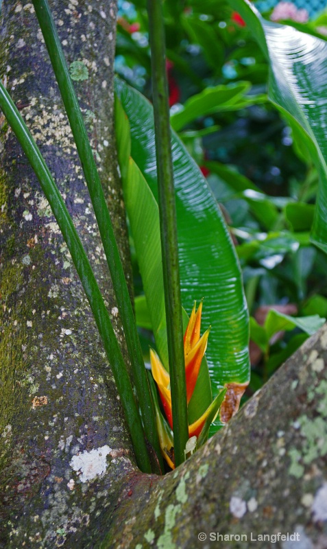 St Thomas Fauna - ID: 9895938 © Sharon L. Langfeldt