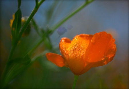 Morning Light on Wildflowers