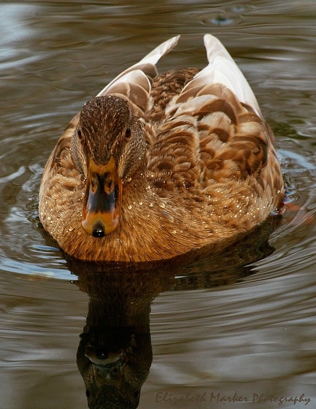Ducky Reflection