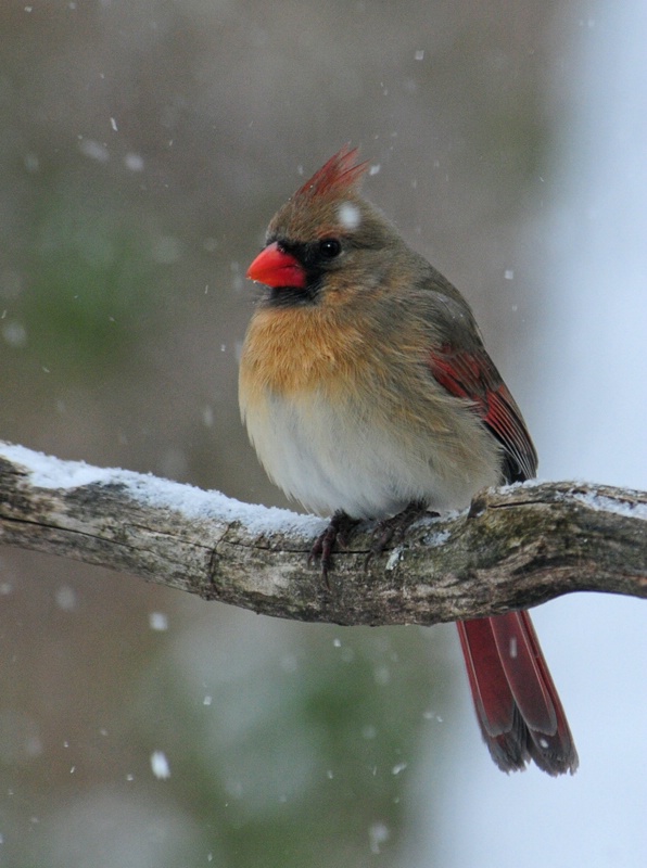 The Beauty of Winter