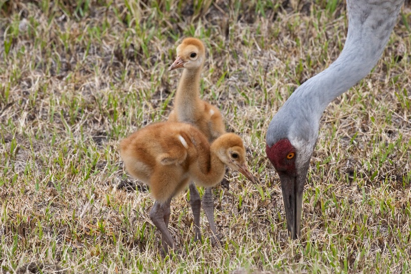 Sandhill Crane with Chicks - ID: 9899387 © James E. Nelson