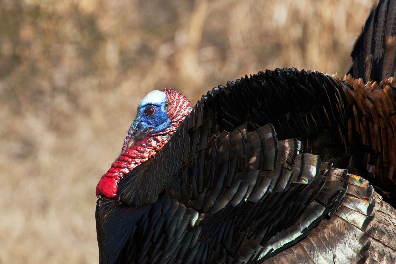 Osceola (Florida)Turkey - ID: 9899394 © James E. Nelson