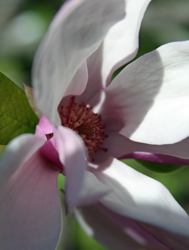 Japanese Flower