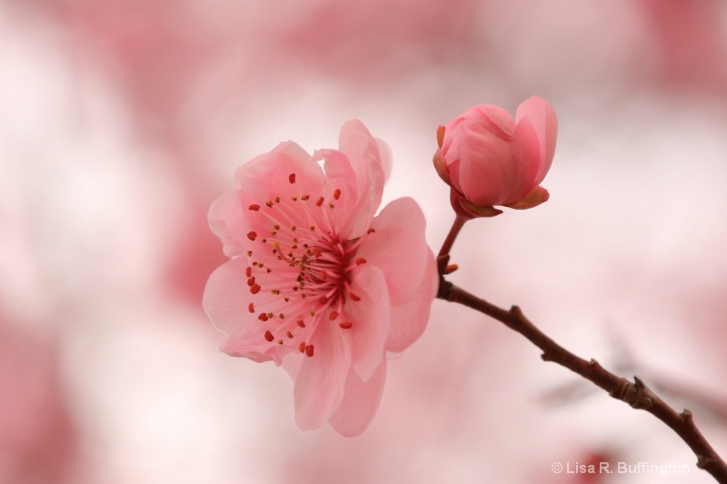 Bringing in Spring - ID: 9901297 © Lisa R. Buffington