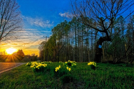 Daffodils at Sunset